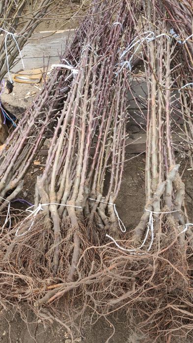 Pomi frucfiferi columnari