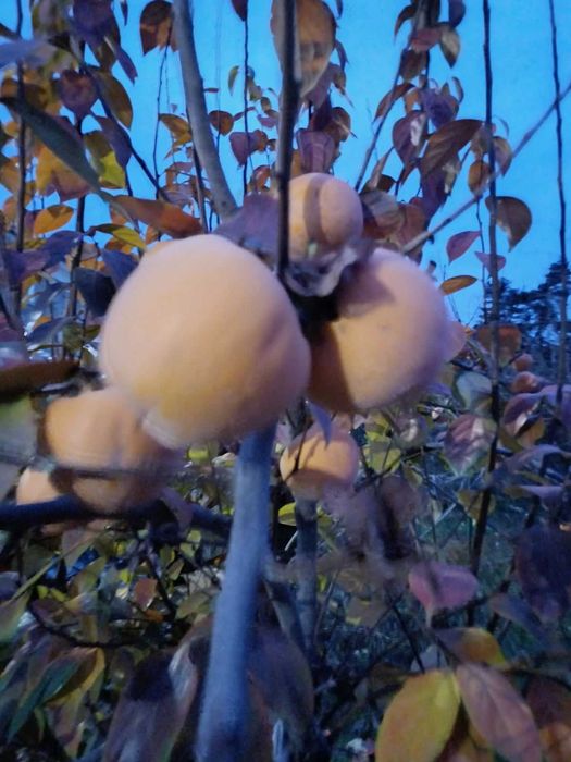 Райска Ябълка 3лв