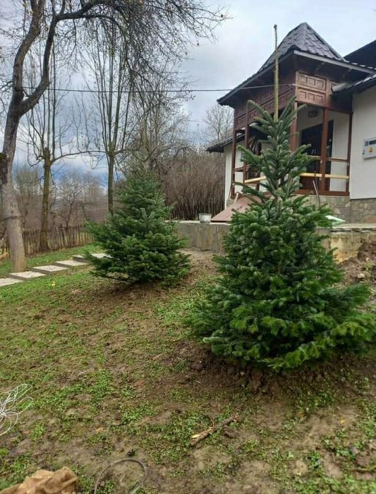 Brad argintiu si verde