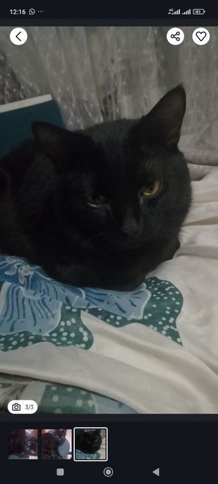 Отдам кота к лотку приучен