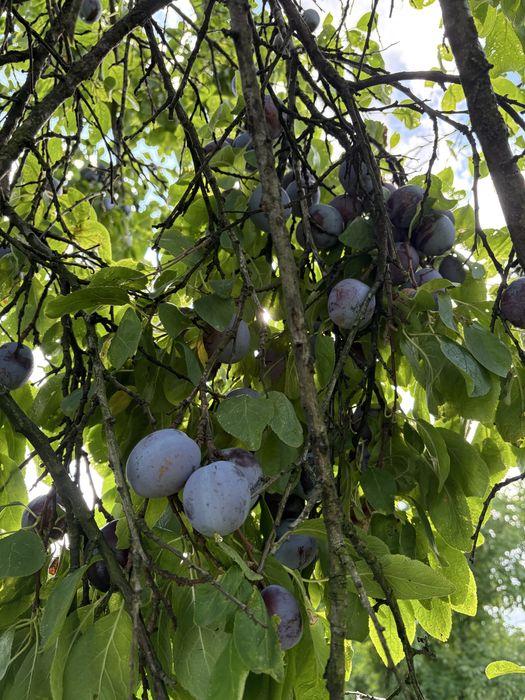 Vand prune din livada
