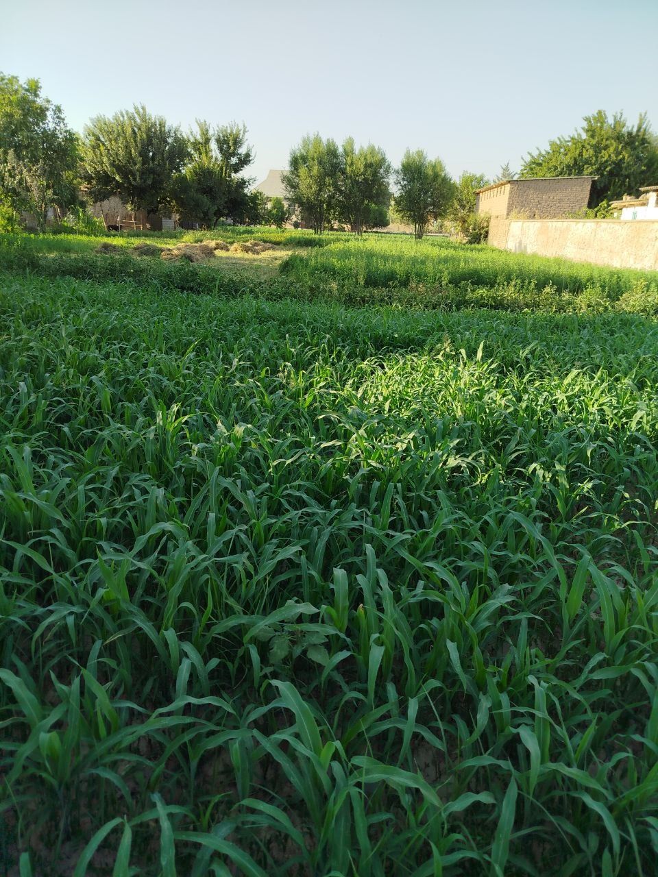 Qumqo‘rg‘on qarsoqli mfuda yer sptiladi