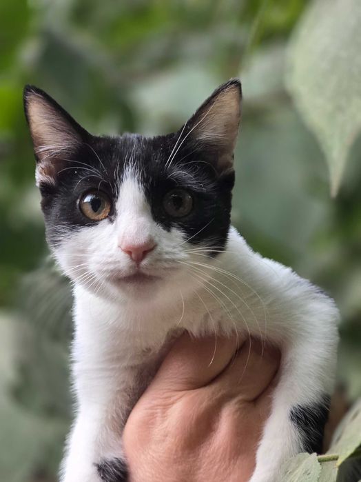 Малыш ищет семью!