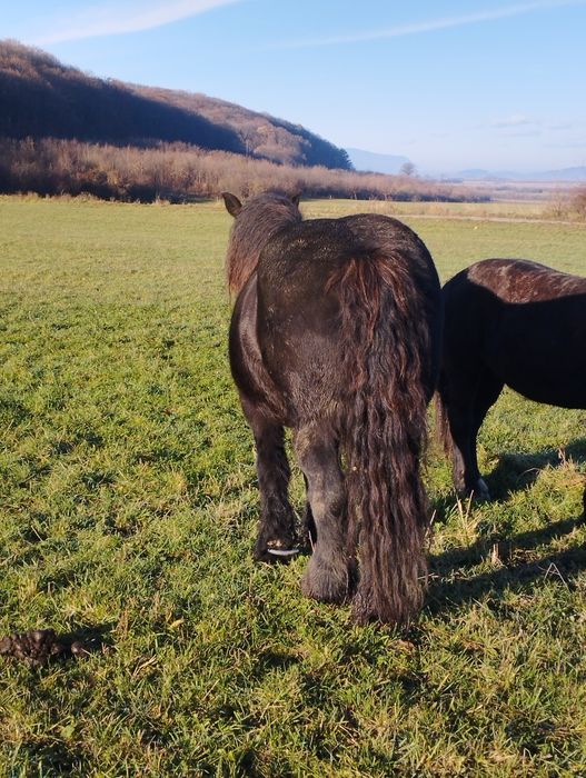 Iapă de vânzare ...