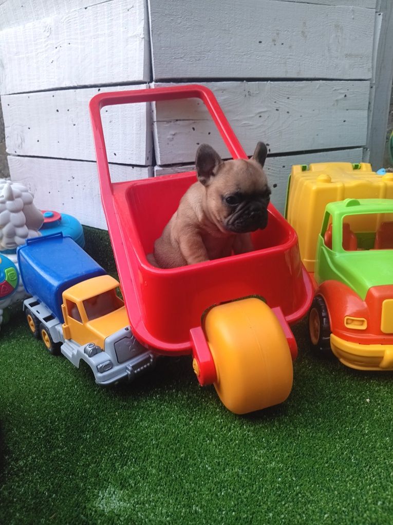 Френски булдог french bulldog