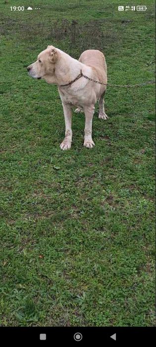 Средно Азиатска  Овчарка АЛАБАЙ