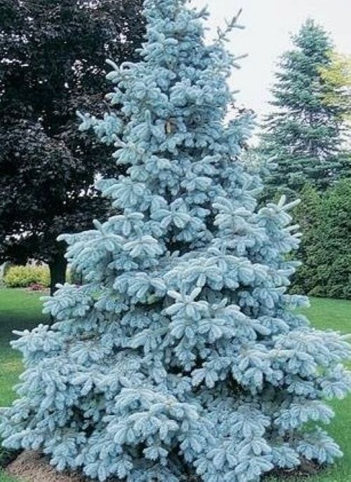 Picea Pungens 'Hoopsii' 20-30 cm – Brad Argintiu Hoopsii de Grădină