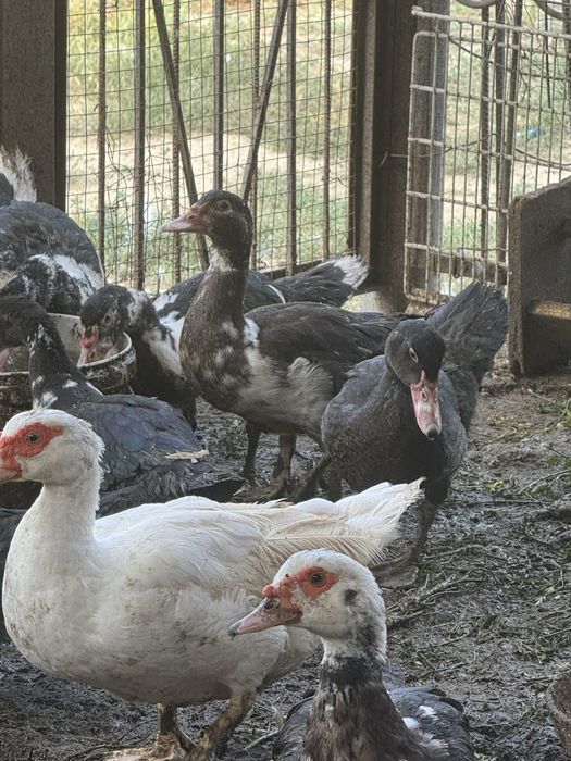 Продам, пекинских уток и индоуток.