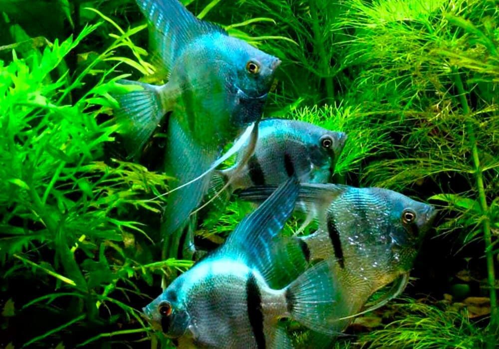 Продам скалярии голубой призрак