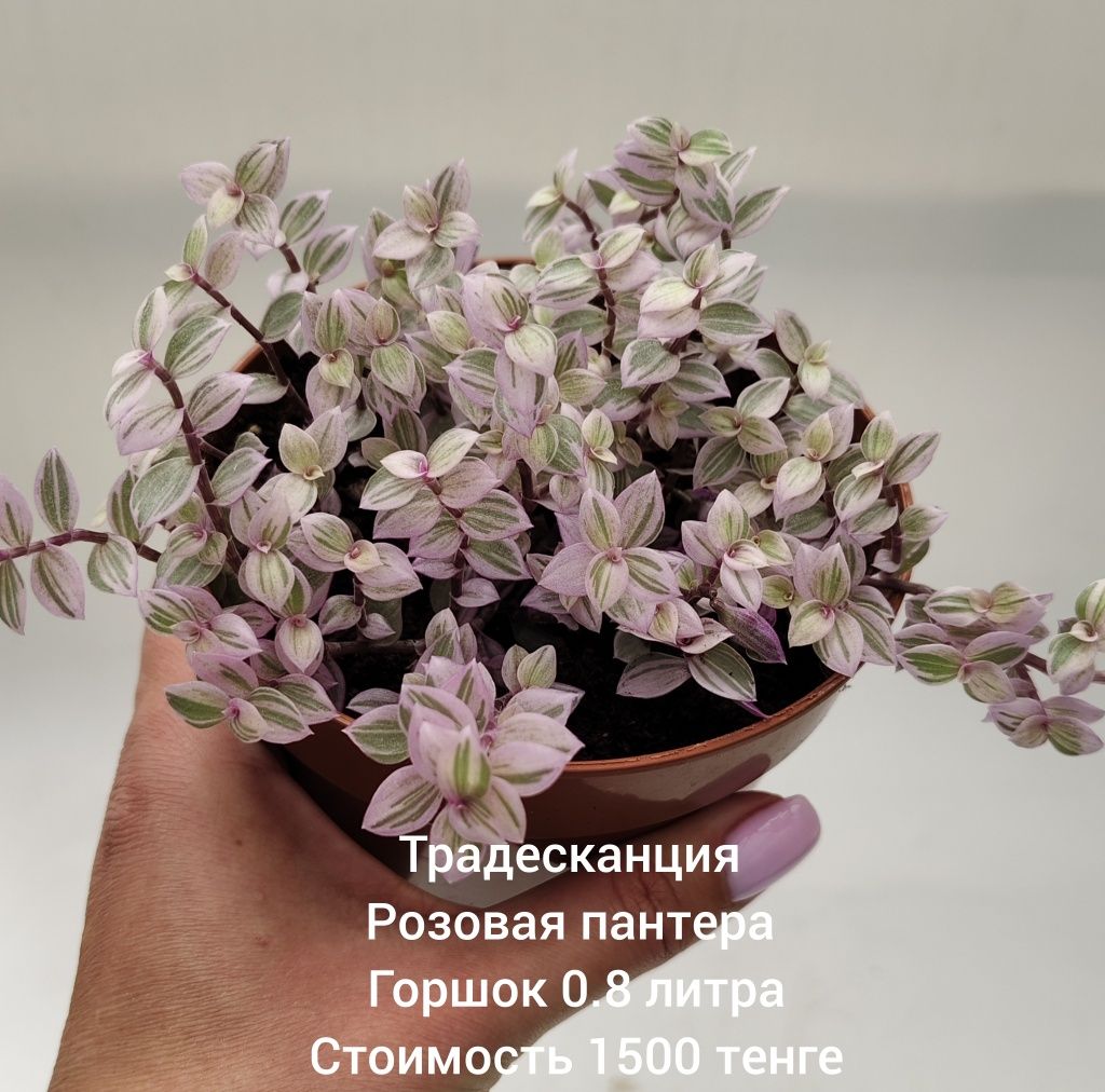 Традесканции разных сортов