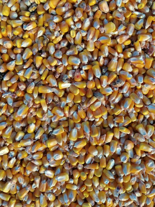 Vând porumb boabe de anul acesta