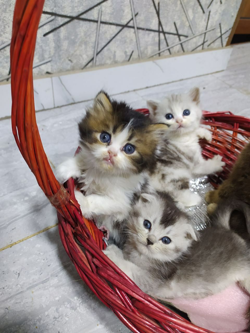 Шотландский вислоухий  Залатой шиншилла