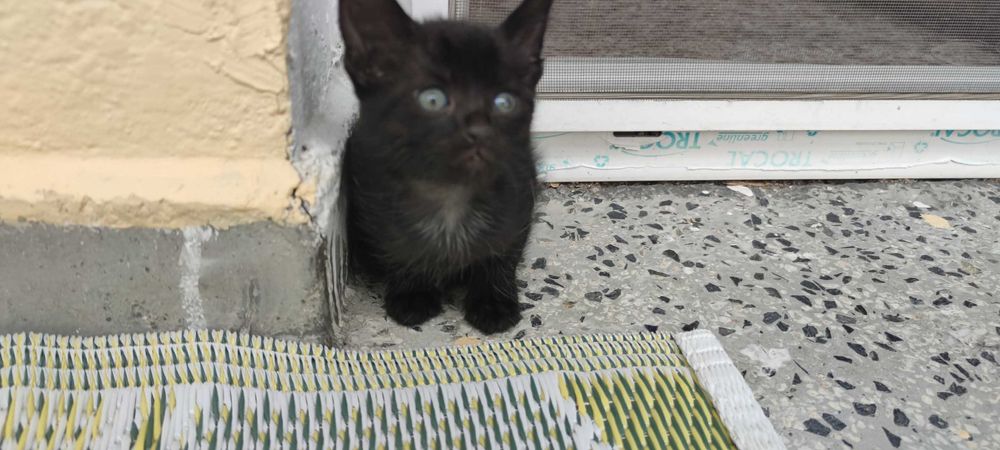 Котенца, бели и черни