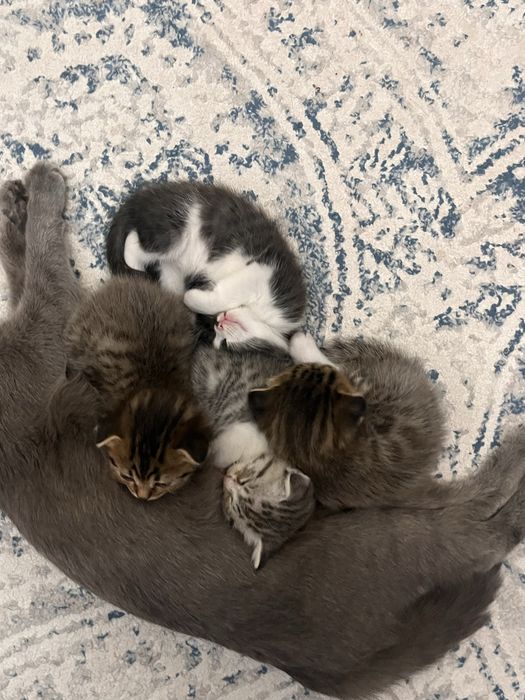 котята Scottish Fold чистокровные
