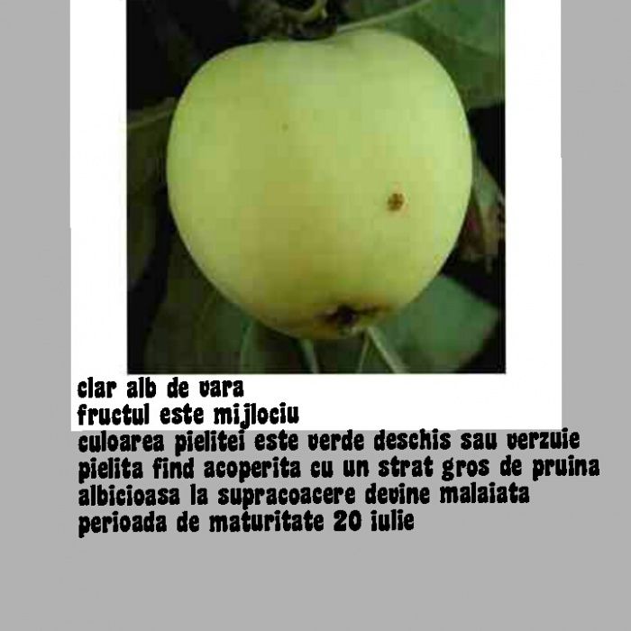 Oferta de toamna 2025  Pomi fructiferi de vanzare