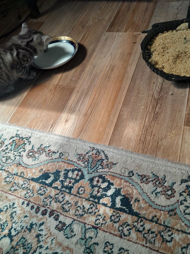 Котята Британские
