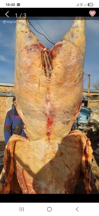 Соғымға семіз жылқылар сатылады