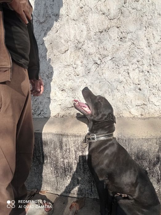 Продам собаку Пит буль