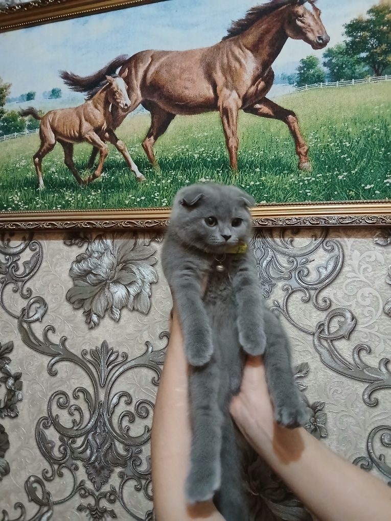 Продаётся британский котёнок вислоухий