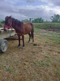 Vând iapă bună de munca