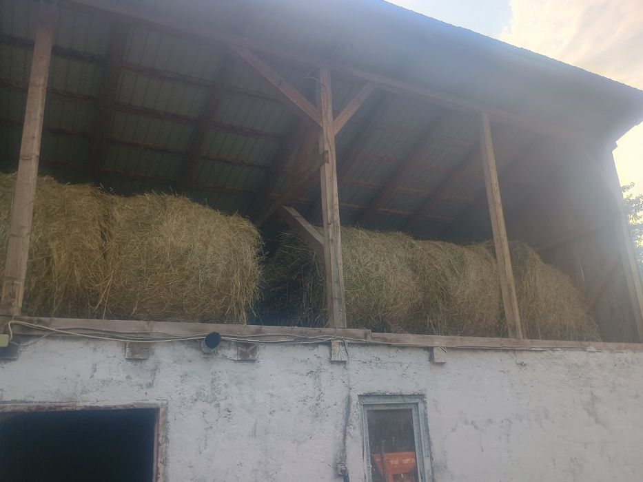 Baloți de lucernă și fan