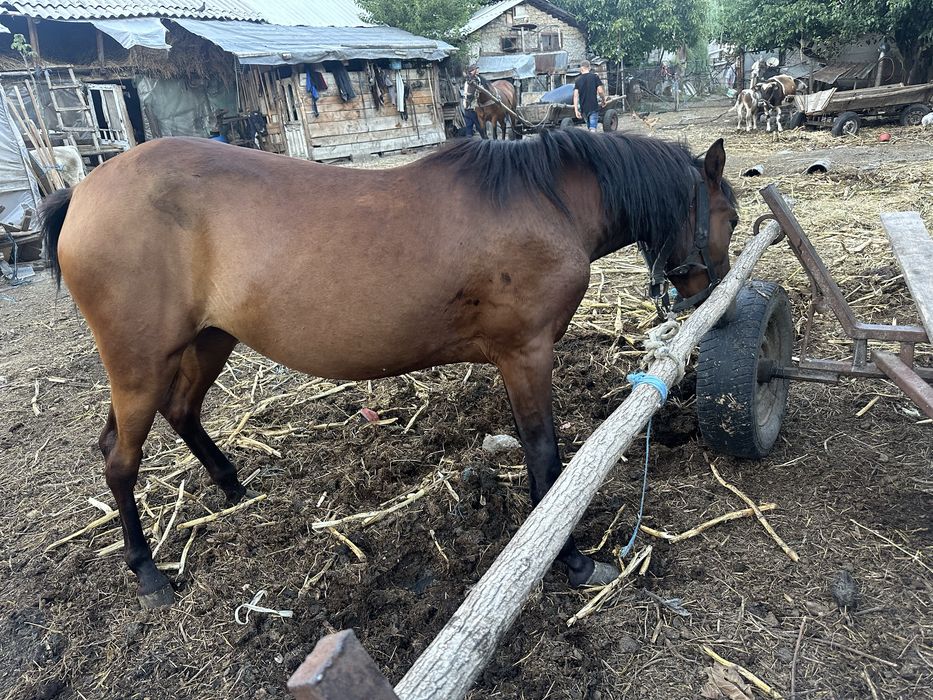 Mânza  are 1 an si 6 luni