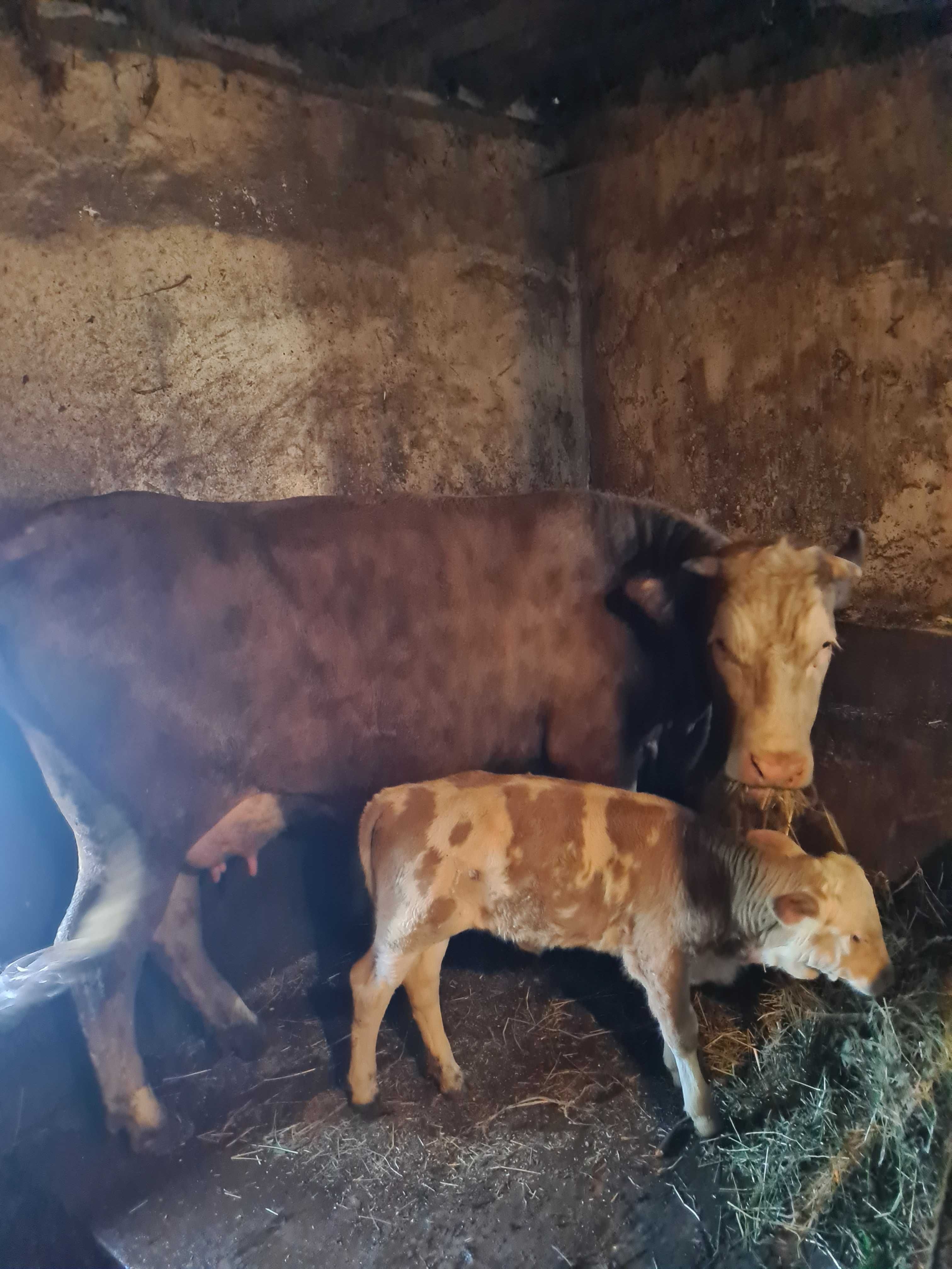 Vând animale pentru mai multe detalii sunați