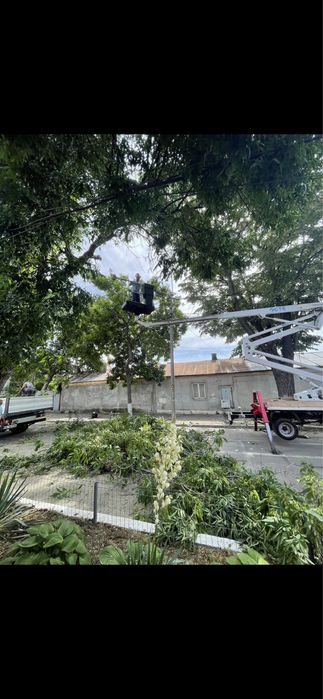 Taieri/toaletari/doborari arbori de orice dimensiuni