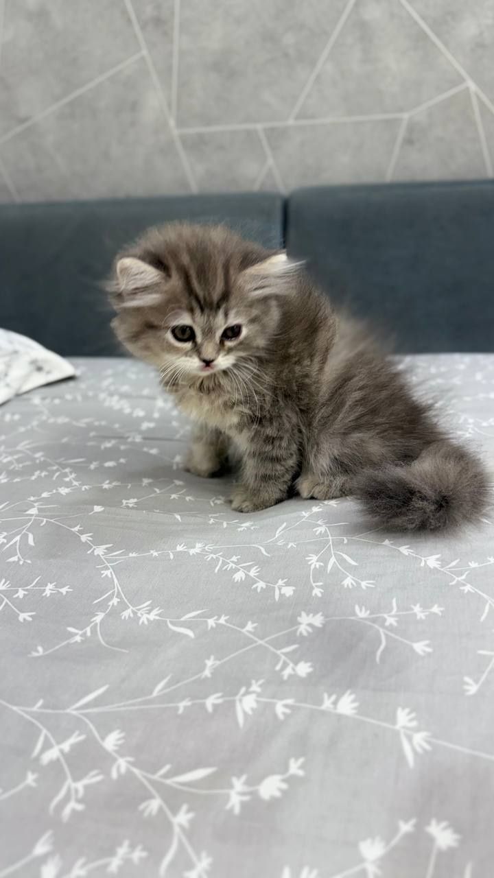 Продаются котята