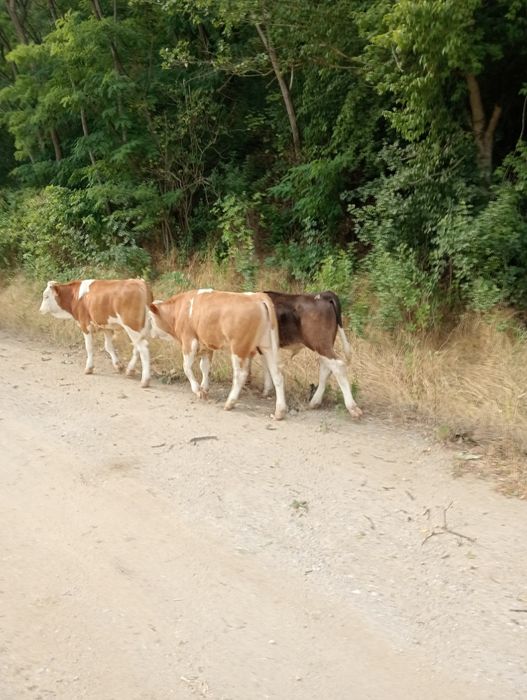 Vând 5 tăurași și un taur