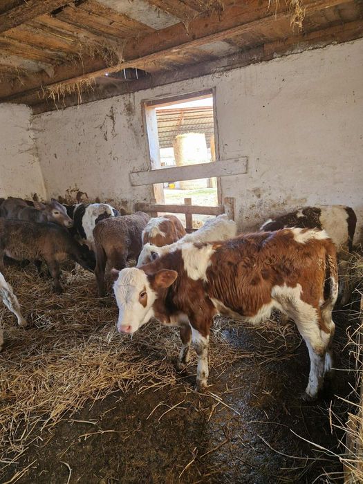 Vând 10 tăurași și 10 vitele