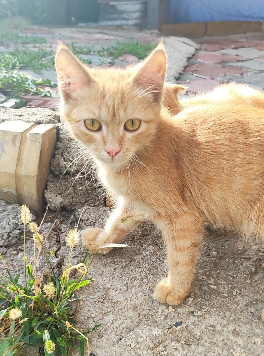 Котенок в добрые руки