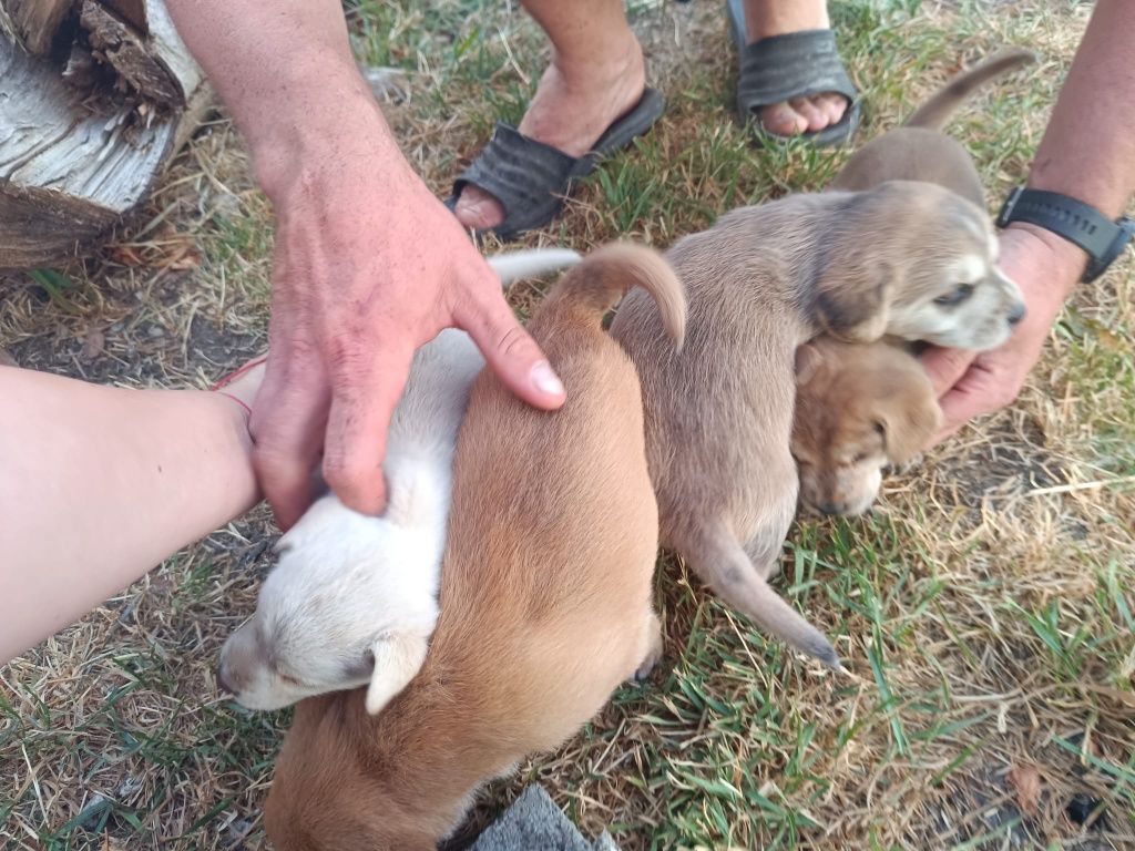 Donez catelusi jucăuși si frumosi