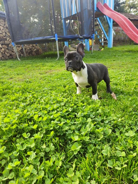Femelă Bulldog Francez