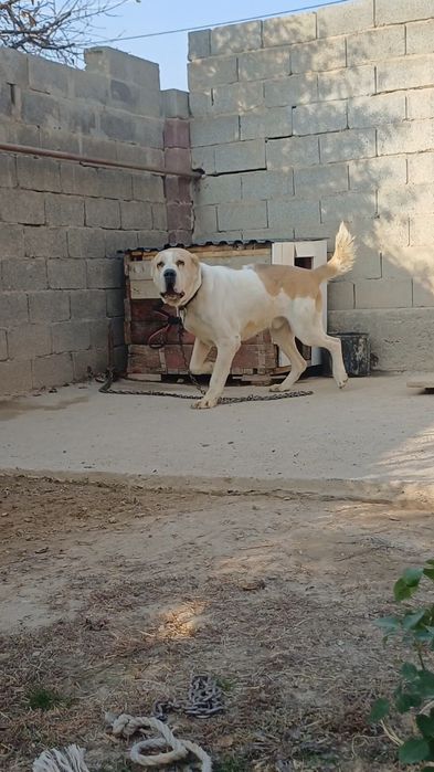 Тауык петух куры