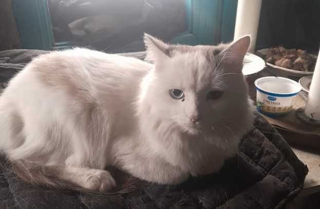 Отдам кота в хорошие руки