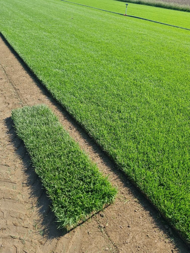 Amenajez gradini cu gazon,plante si piatra naturala