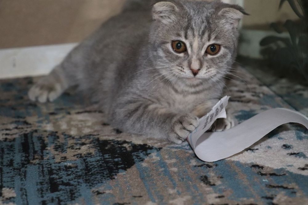 Skottish fold. Mushuk qiz bola 6 oylik. Sogʻlom 100%