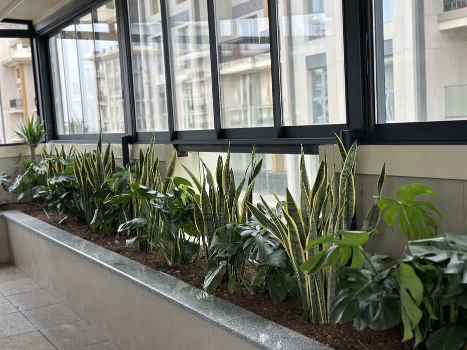 Цветы для офиса и дома в горшках оптом