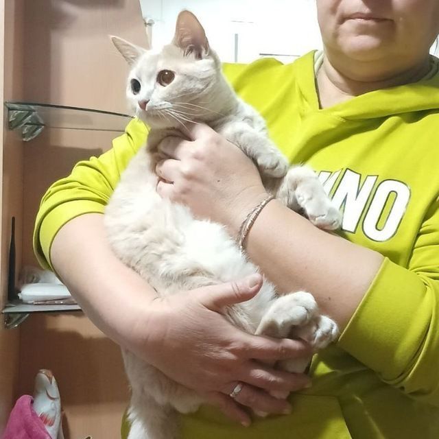 Подарю кота Хайленд страйт только ответственным людям