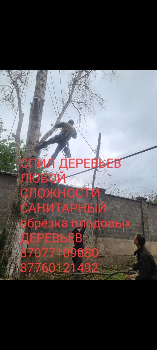 Спил деревьев обрезка плодовых