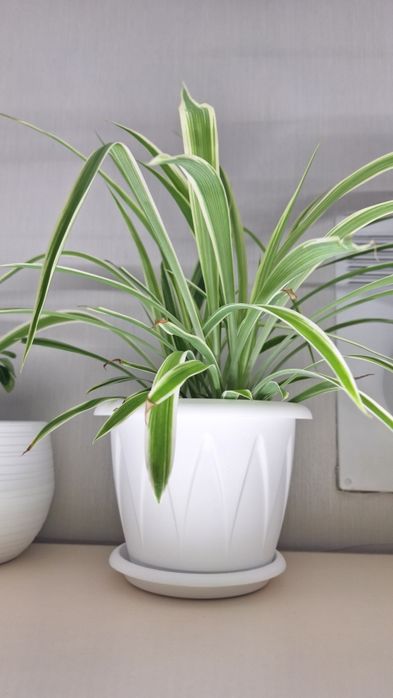 Комнатное растение хлорофитум.