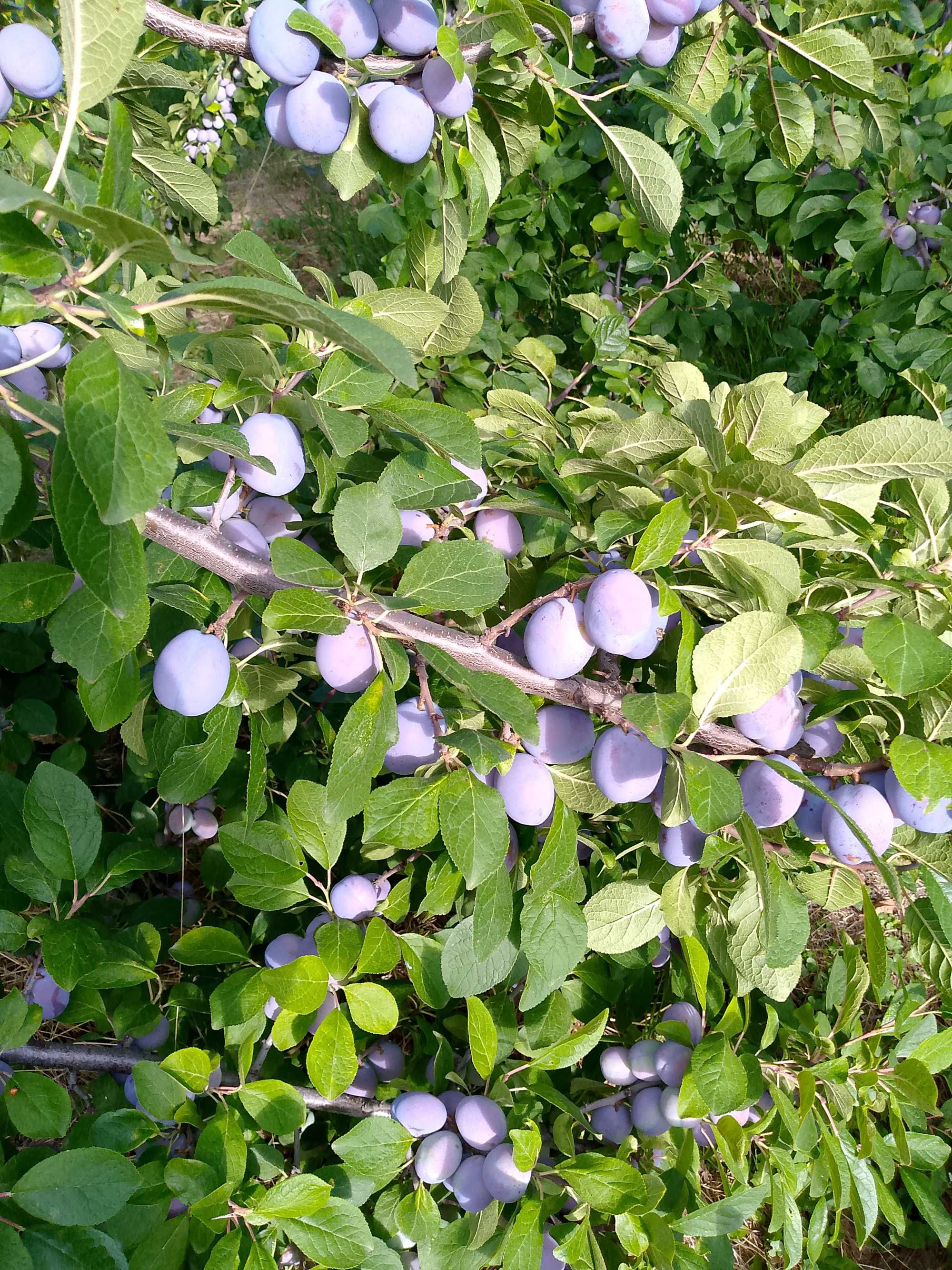 Prune ,,record,,de vânzare