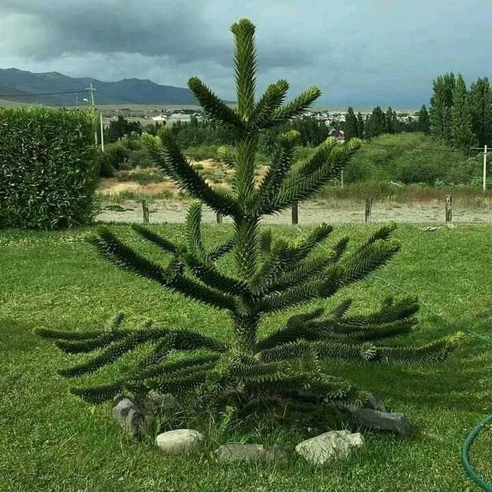 Араукария, Чилийски бор -Araucaria araucana