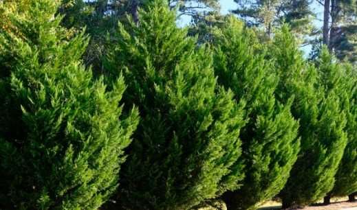 Gazon, conifere și plante ornamentale de top