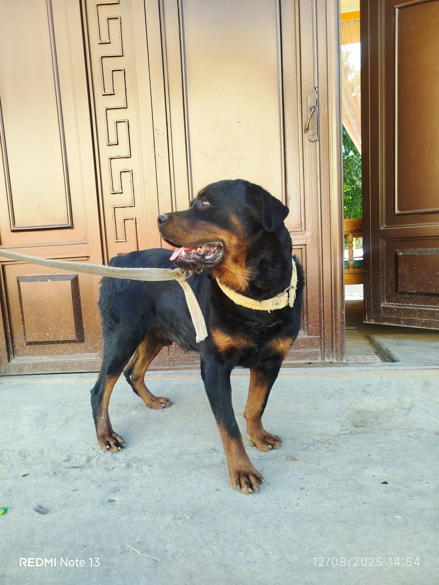 Rottweiler iti sotiladi. Yoshi 1.5 . Uy va fabrikalar qoʻriqlash uchun