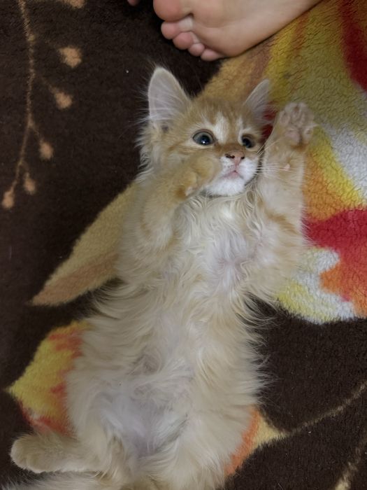 Отдам котенка в добрые руки