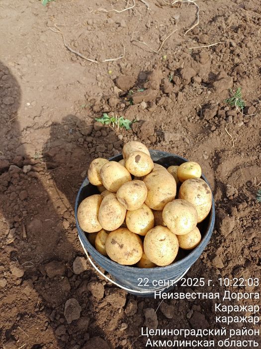 Картошку продаем отборный домашний,со своего огорода,Доставка есть!