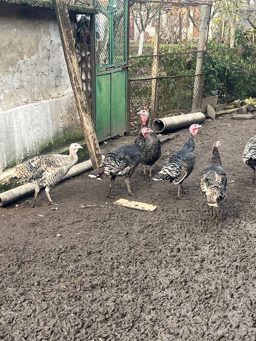 Налични селски Пуйки