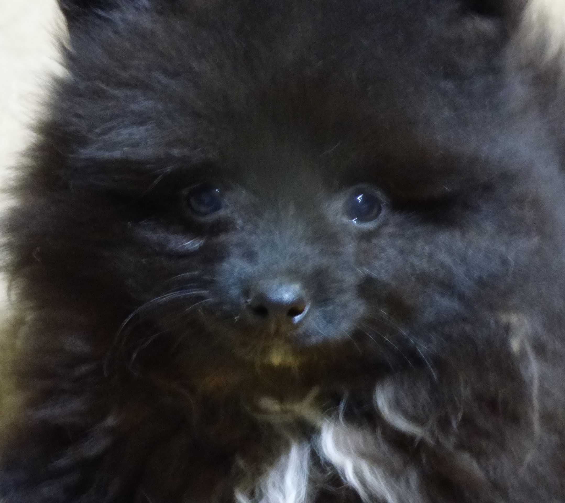 Pomeranian mascul